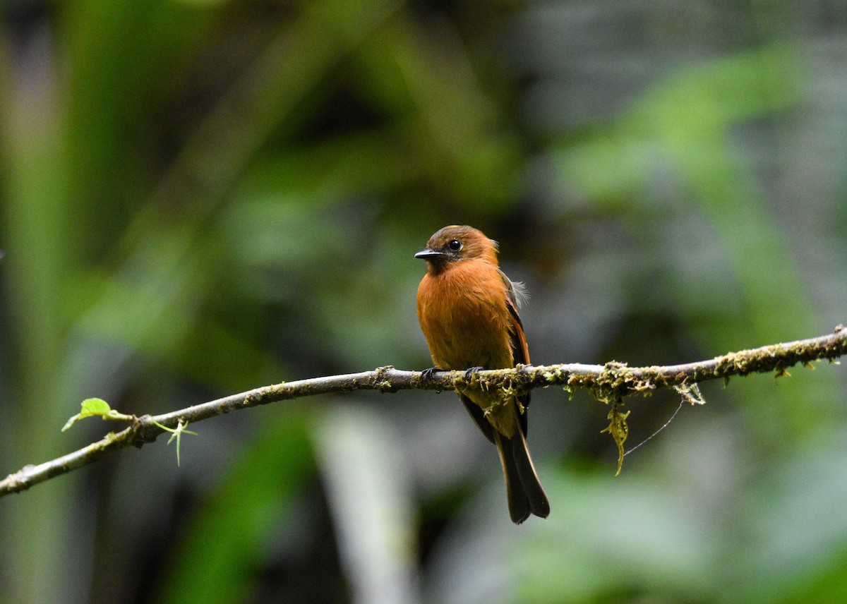 Cinnamon Flycatcher (Andean) - ML625764780