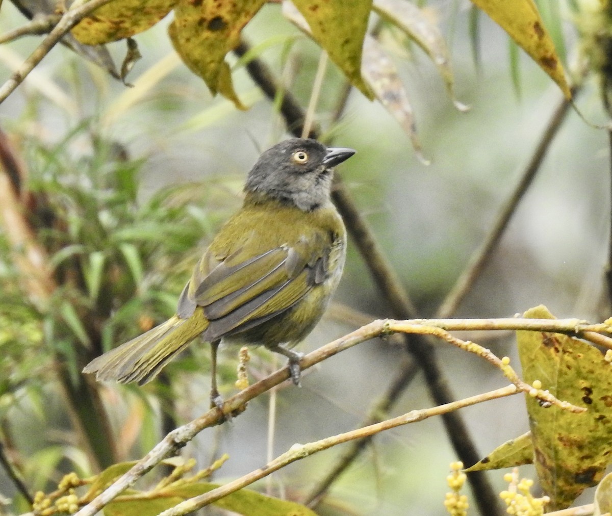 Dusky Chlorospingus - ML625764791