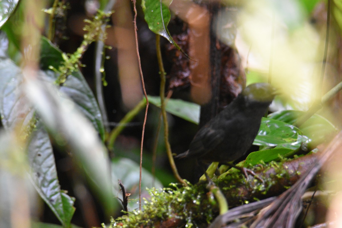 Tatama Tapaculo - ML625764797