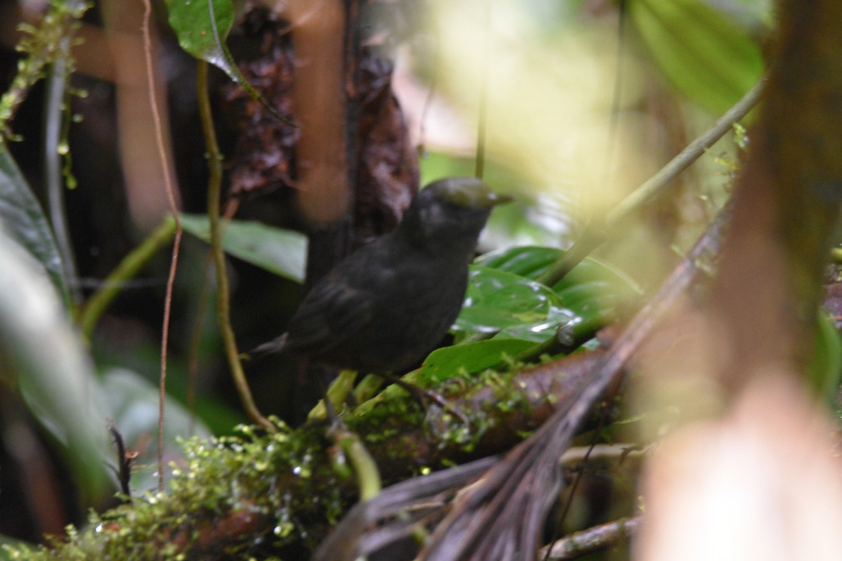 Tatama Tapaculo - ML625764798