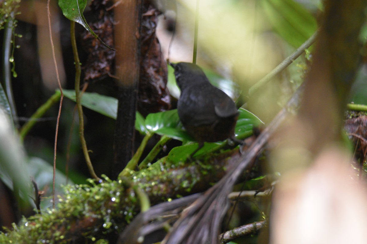 Tatama Tapaculo - ML625764799