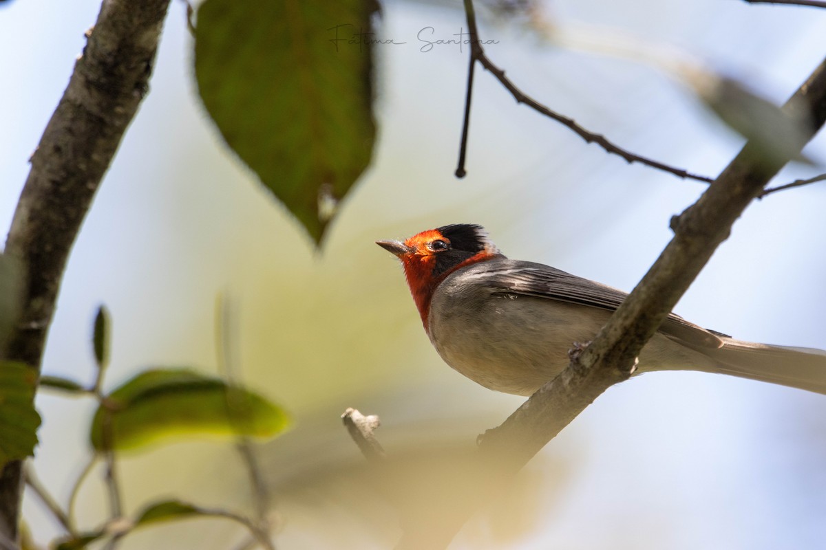 Red-faced Warbler - ML625764836