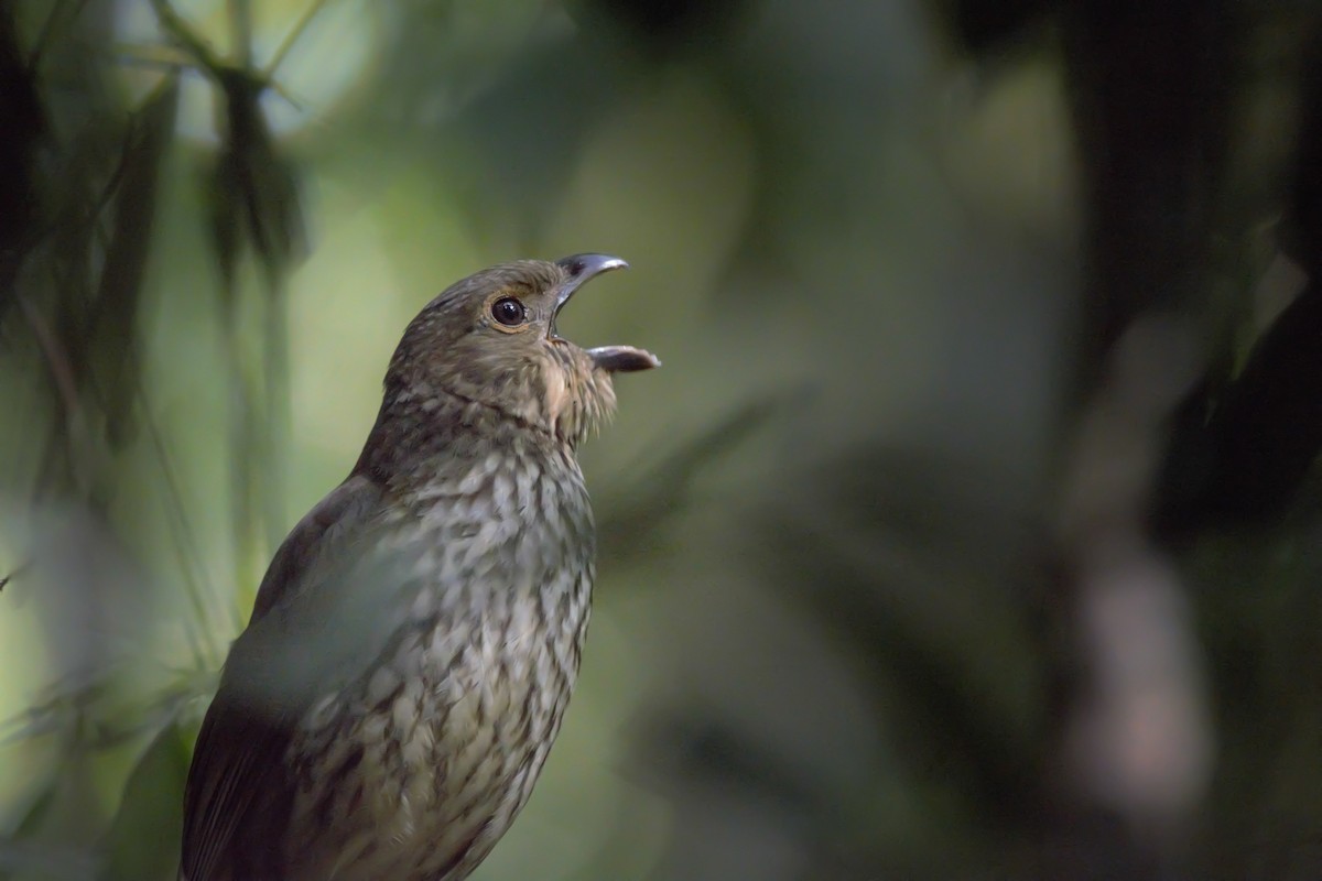 Tooth-billed Bowerbird - ML625765001