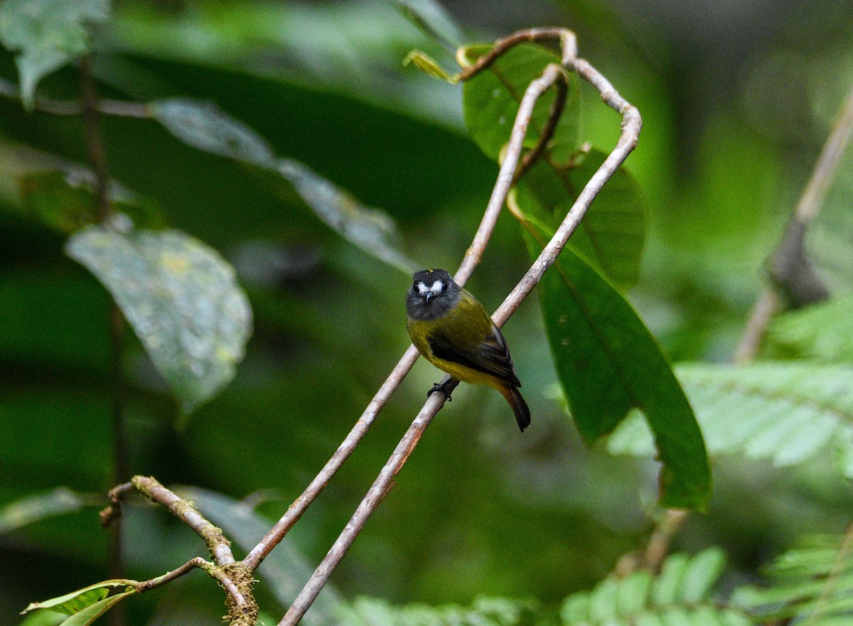 Ornate Flycatcher - ML625765047