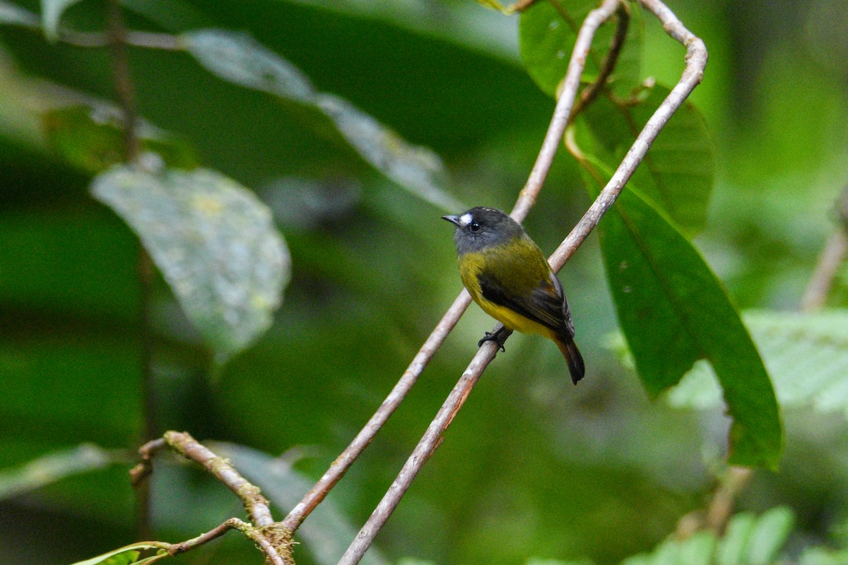 Ornate Flycatcher - ML625765048