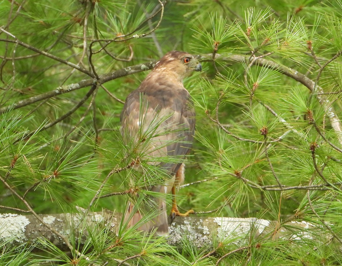 Cooper's Hawk - ML625765155