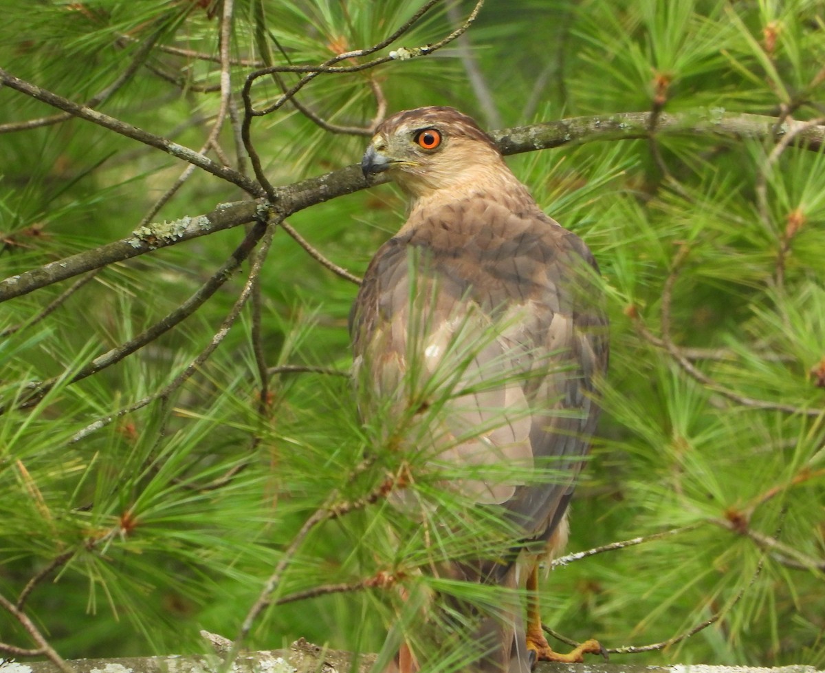 Cooper's Hawk - ML625765156