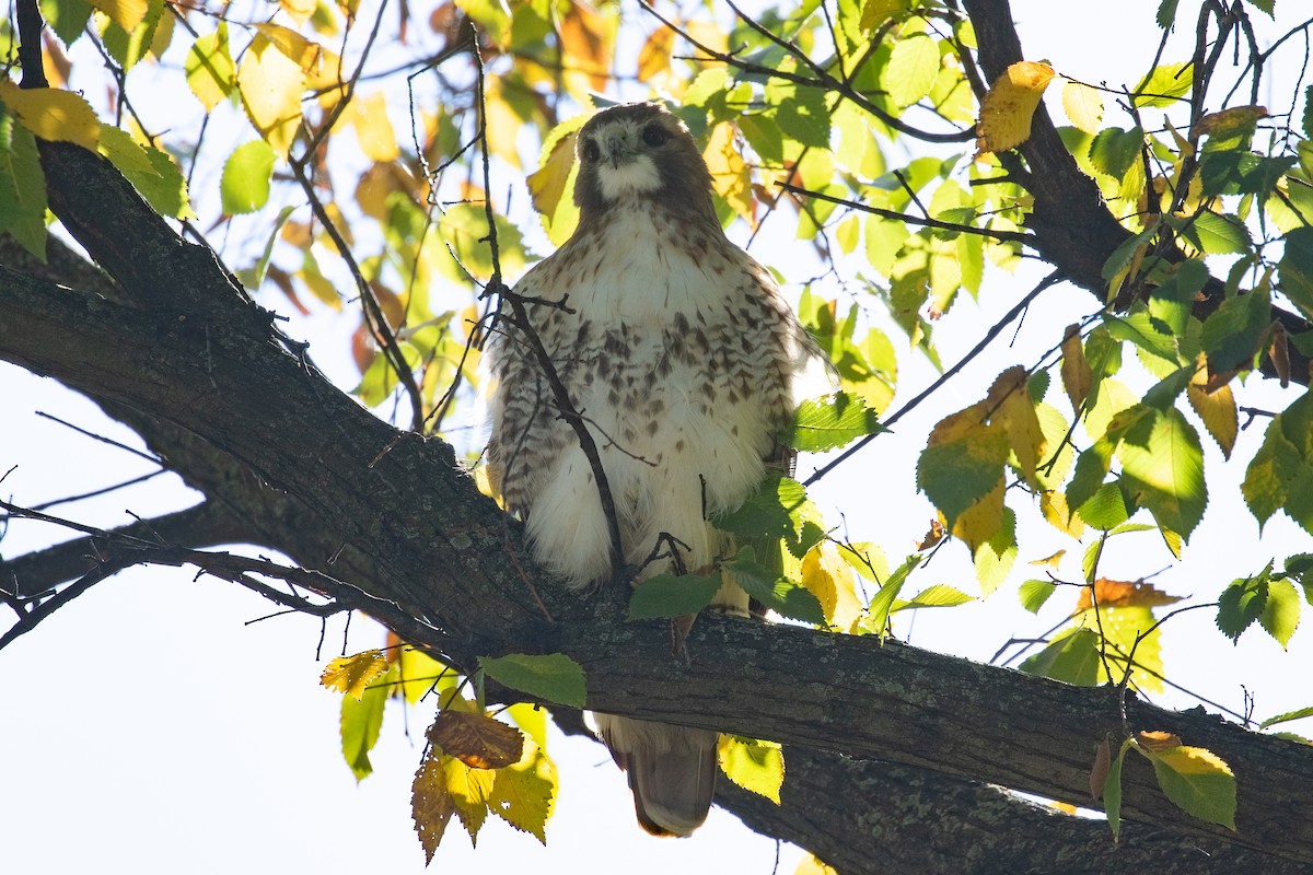 Red-tailed Hawk (borealis) - ML625765160