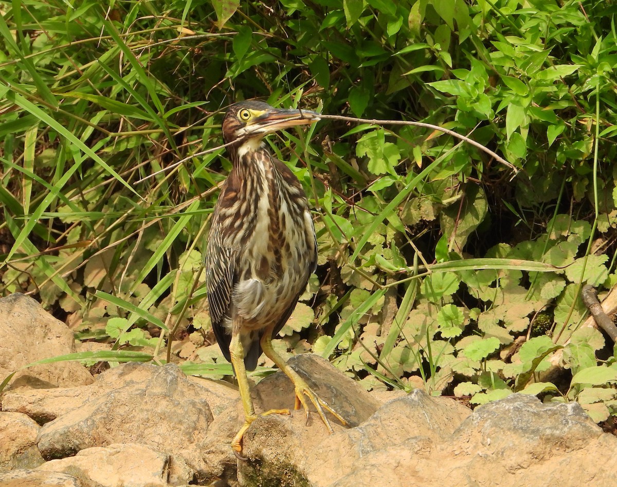 Green Heron - ML625765207