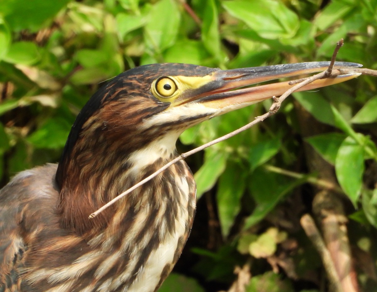 Green Heron - ML625765242