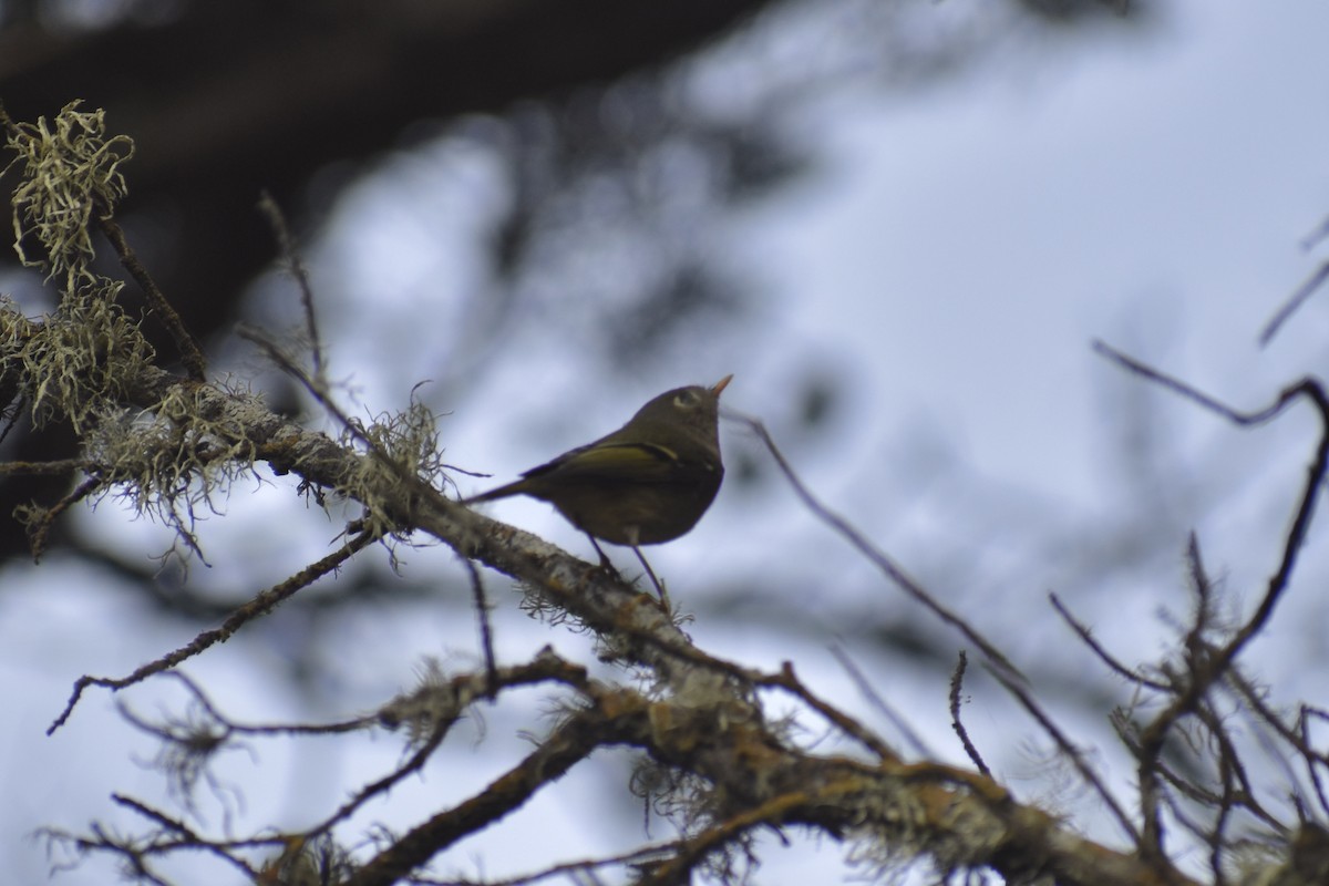 Ruby-crowned Kinglet - ML625765275