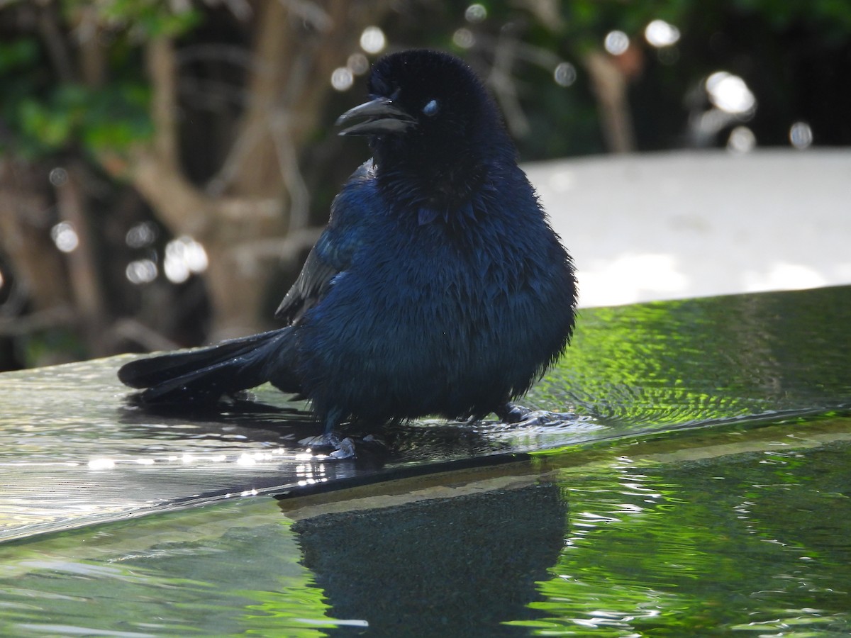 Common Grackle - ML625765313