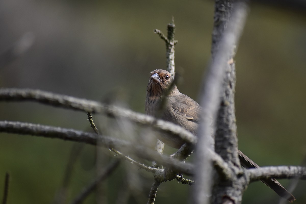 California Towhee - ML625765349