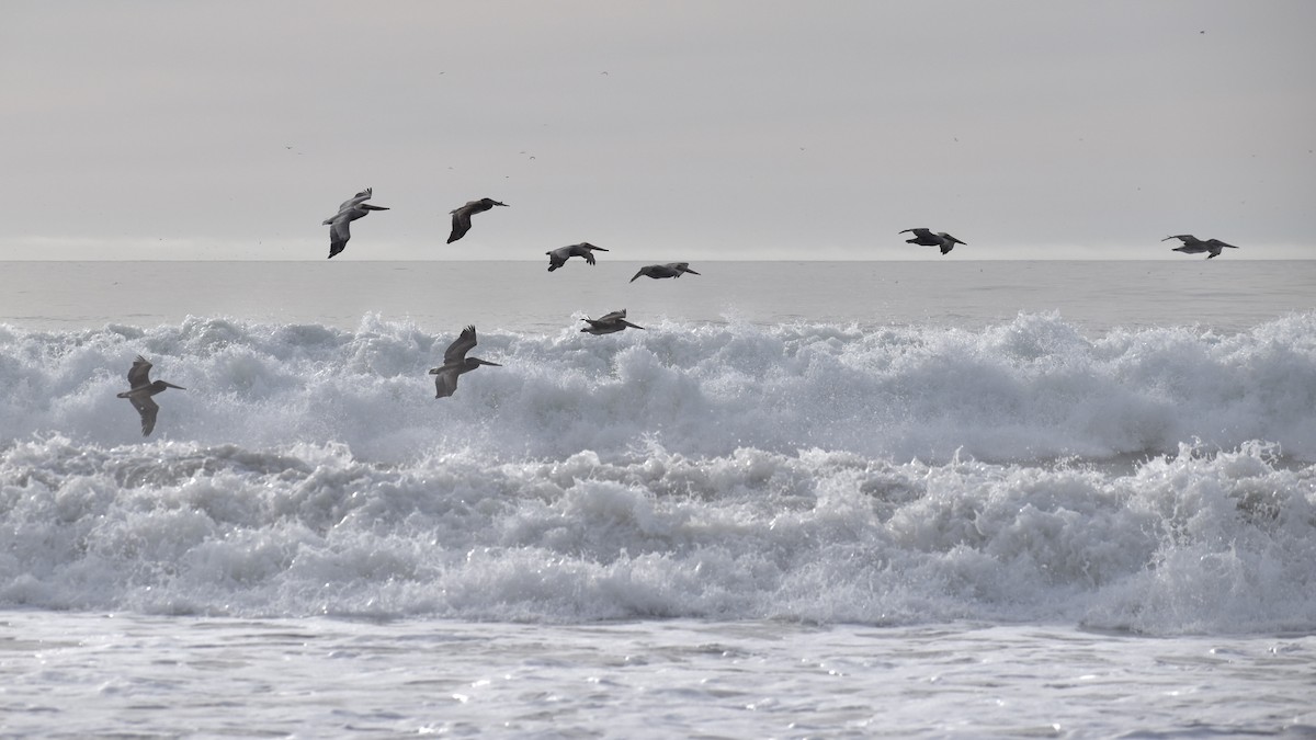 Brown Pelican - ML625765400