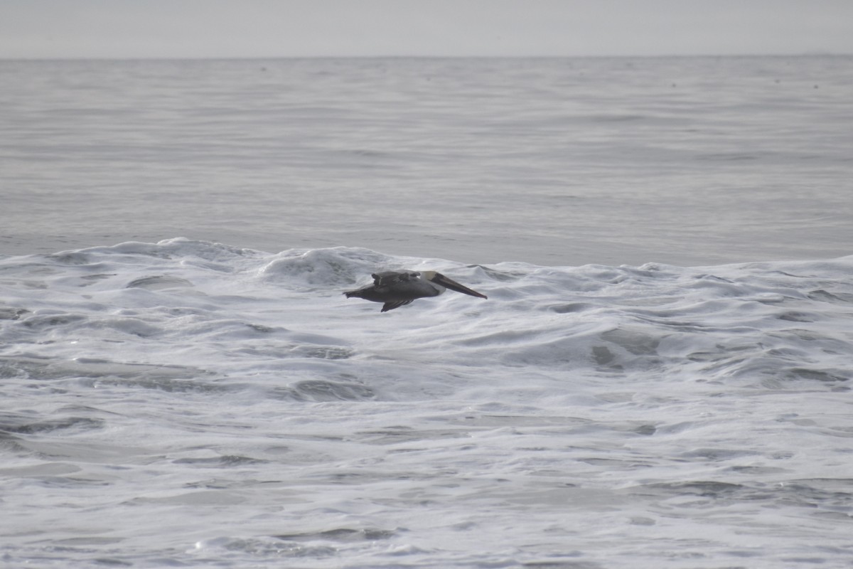 Brown Pelican - ML625765403