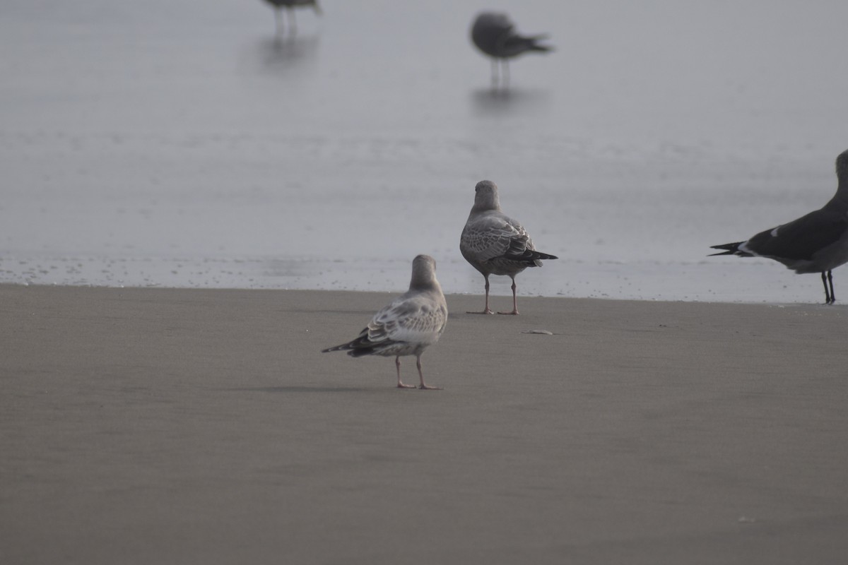 Short-billed Gull - ML625765484