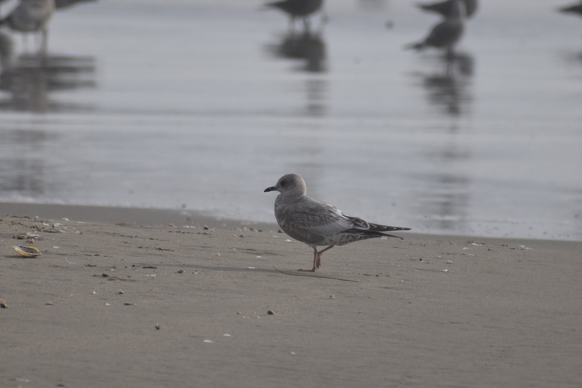 Short-billed Gull - ML625765489