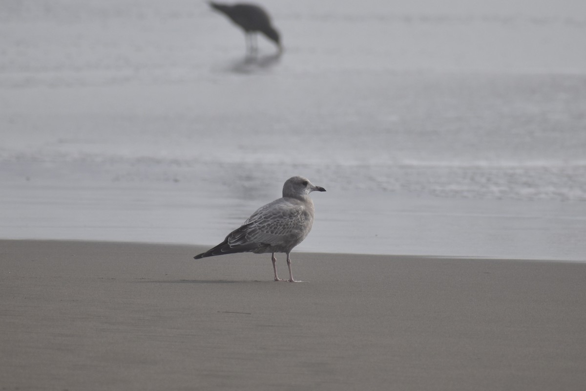 Short-billed Gull - ML625765494