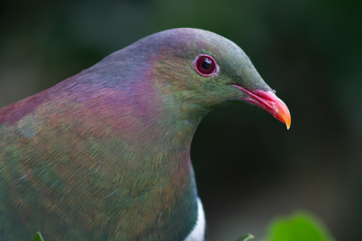 New Zealand Pigeon - ML625765503