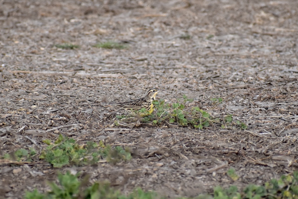 Western Meadowlark - ML625765545