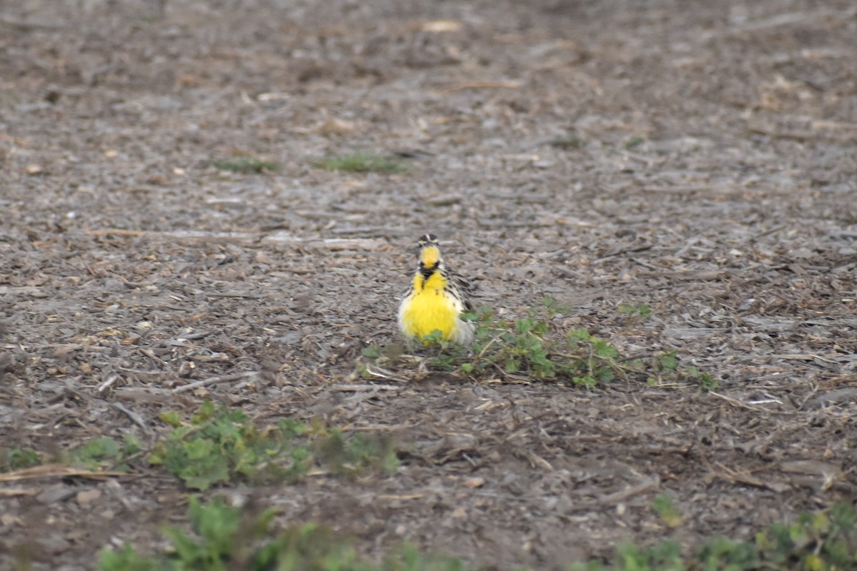 Western Meadowlark - ML625765554