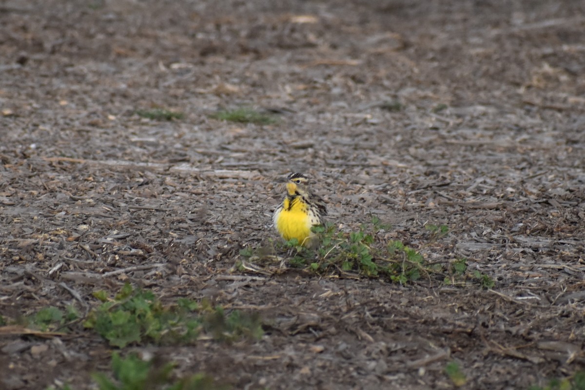 Western Meadowlark - ML625765562