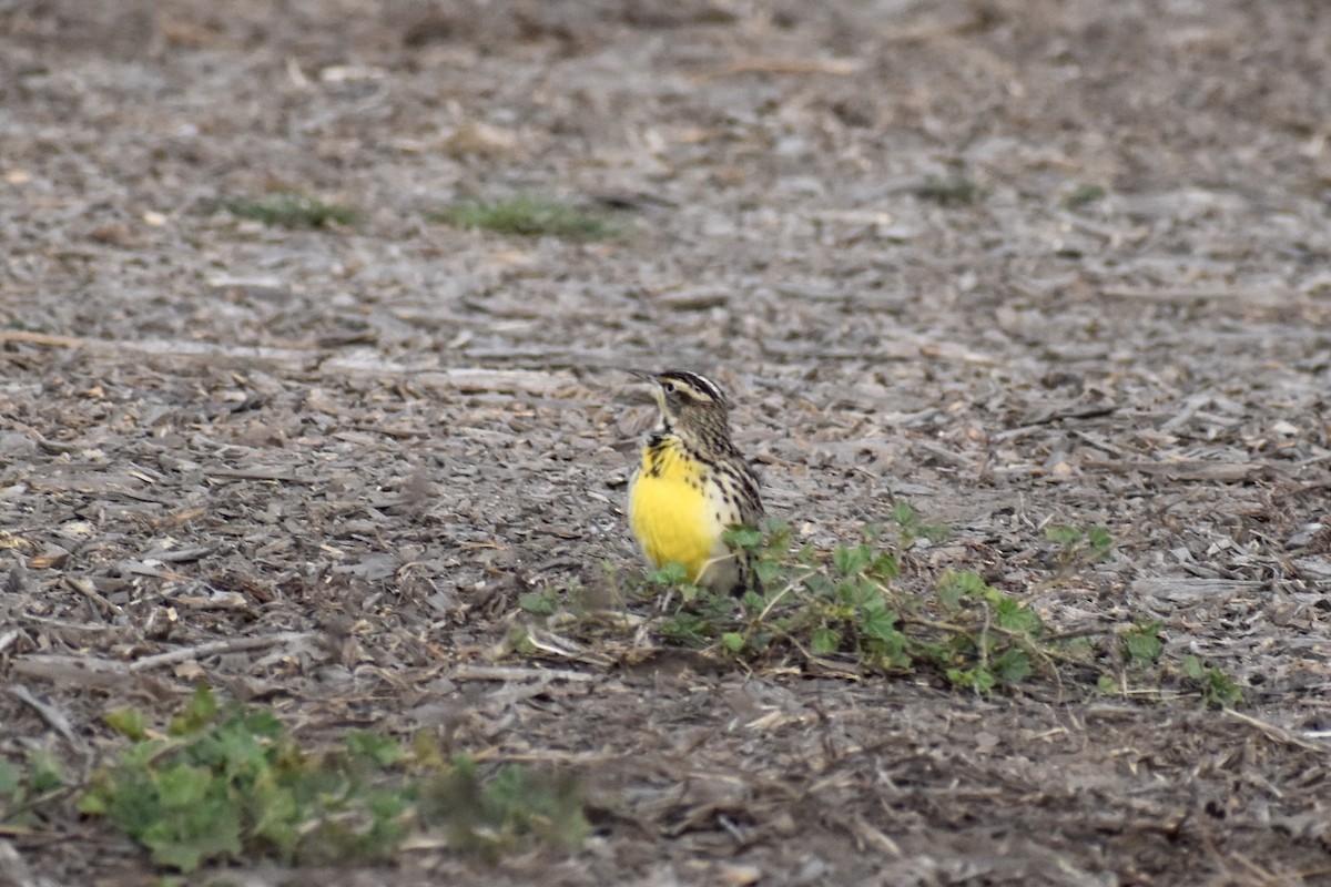 Western Meadowlark - ML625765579