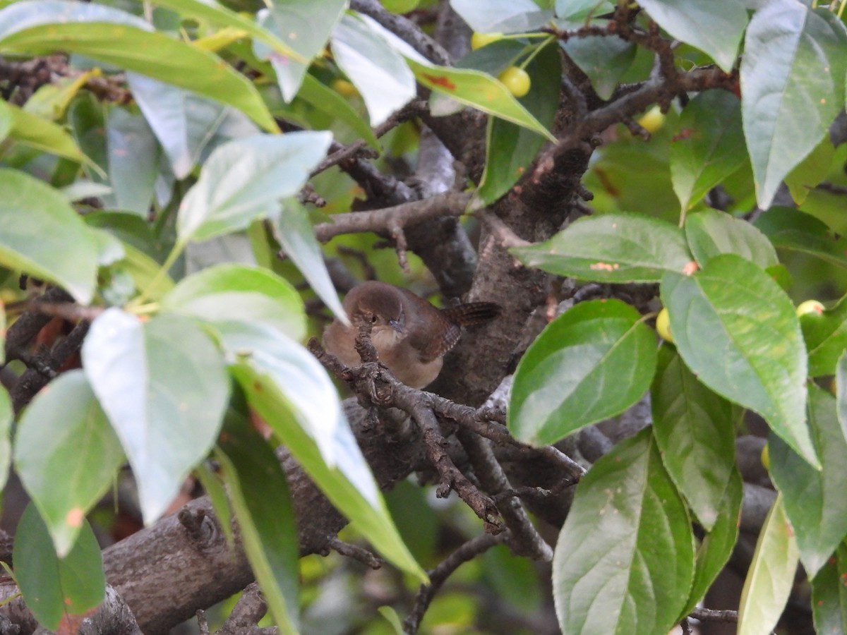 Northern House Wren - ML625765623