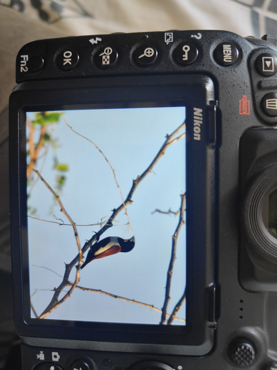 Tricolored Munia - ML625765654