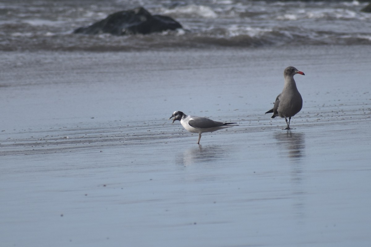 Sabine's Gull - ML625765746