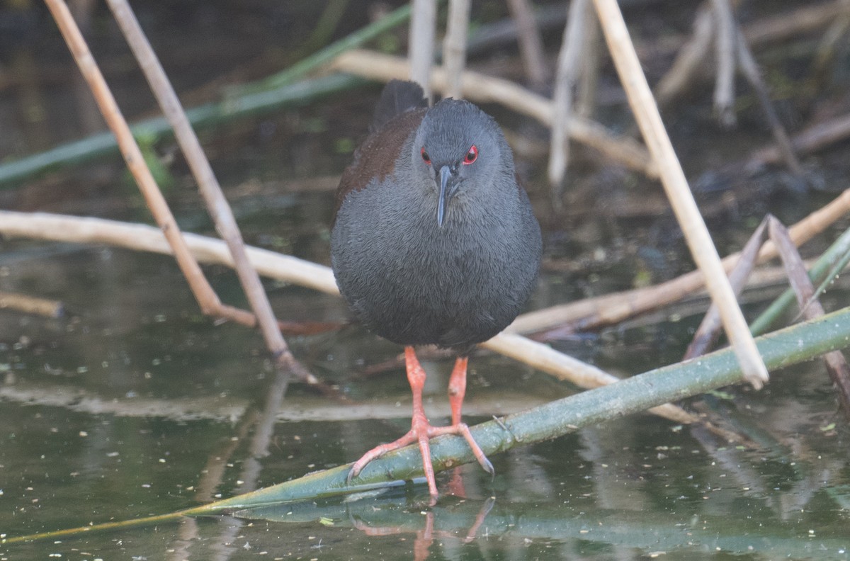 Spotless Crake - ML625765751