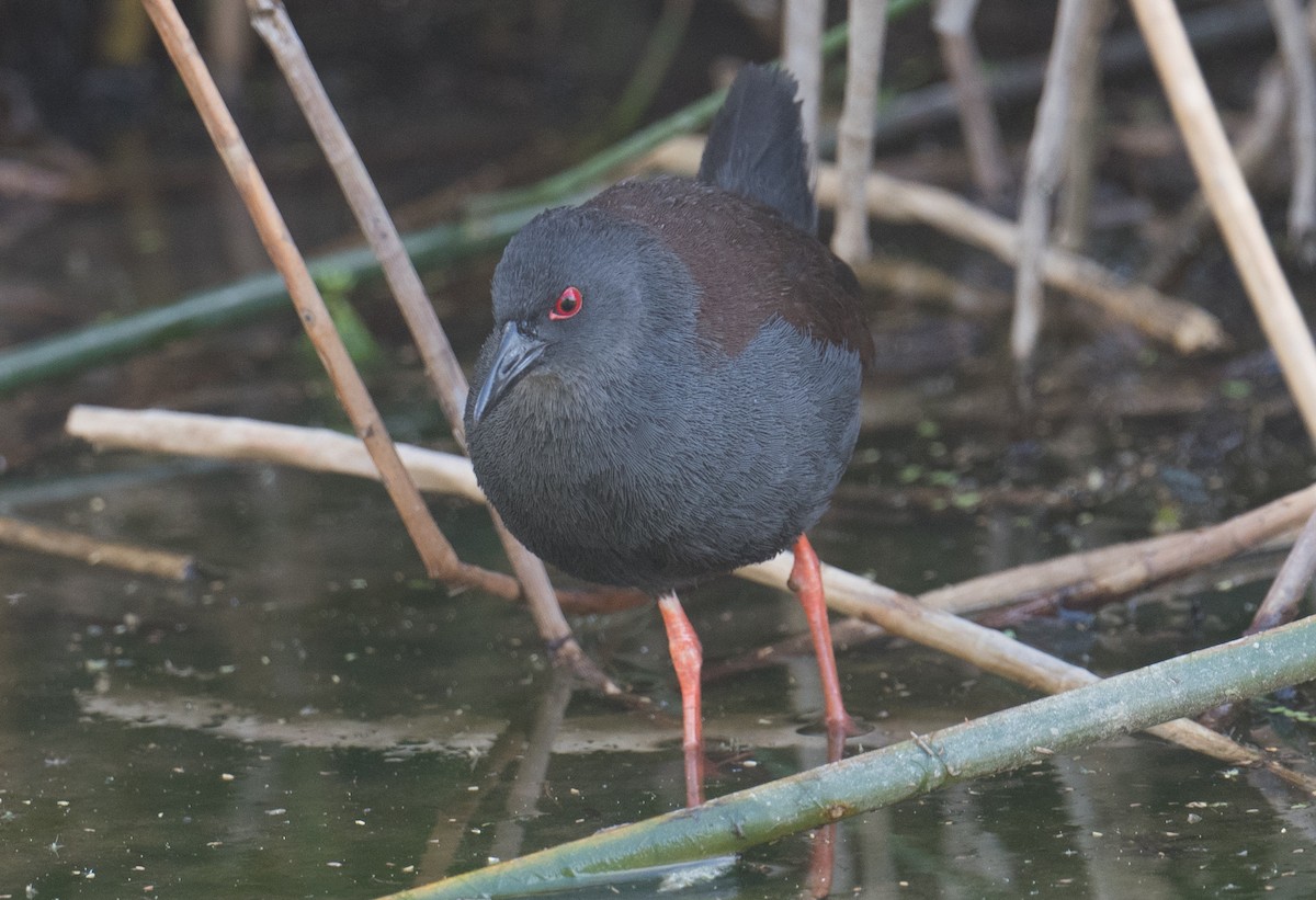 Spotless Crake - ML625765756