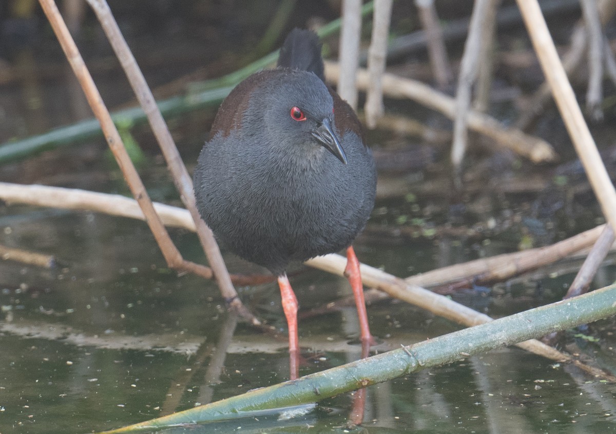 Spotless Crake - ML625765760