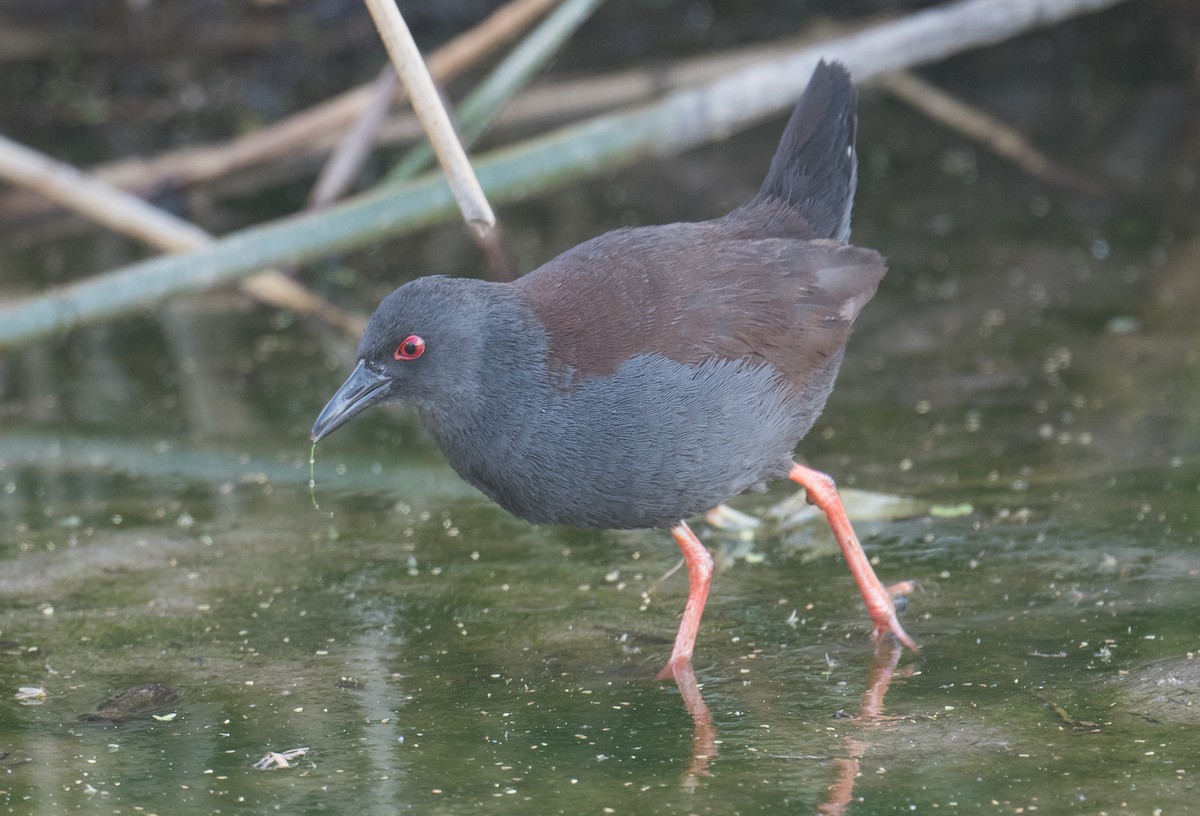 Spotless Crake - ML625765772