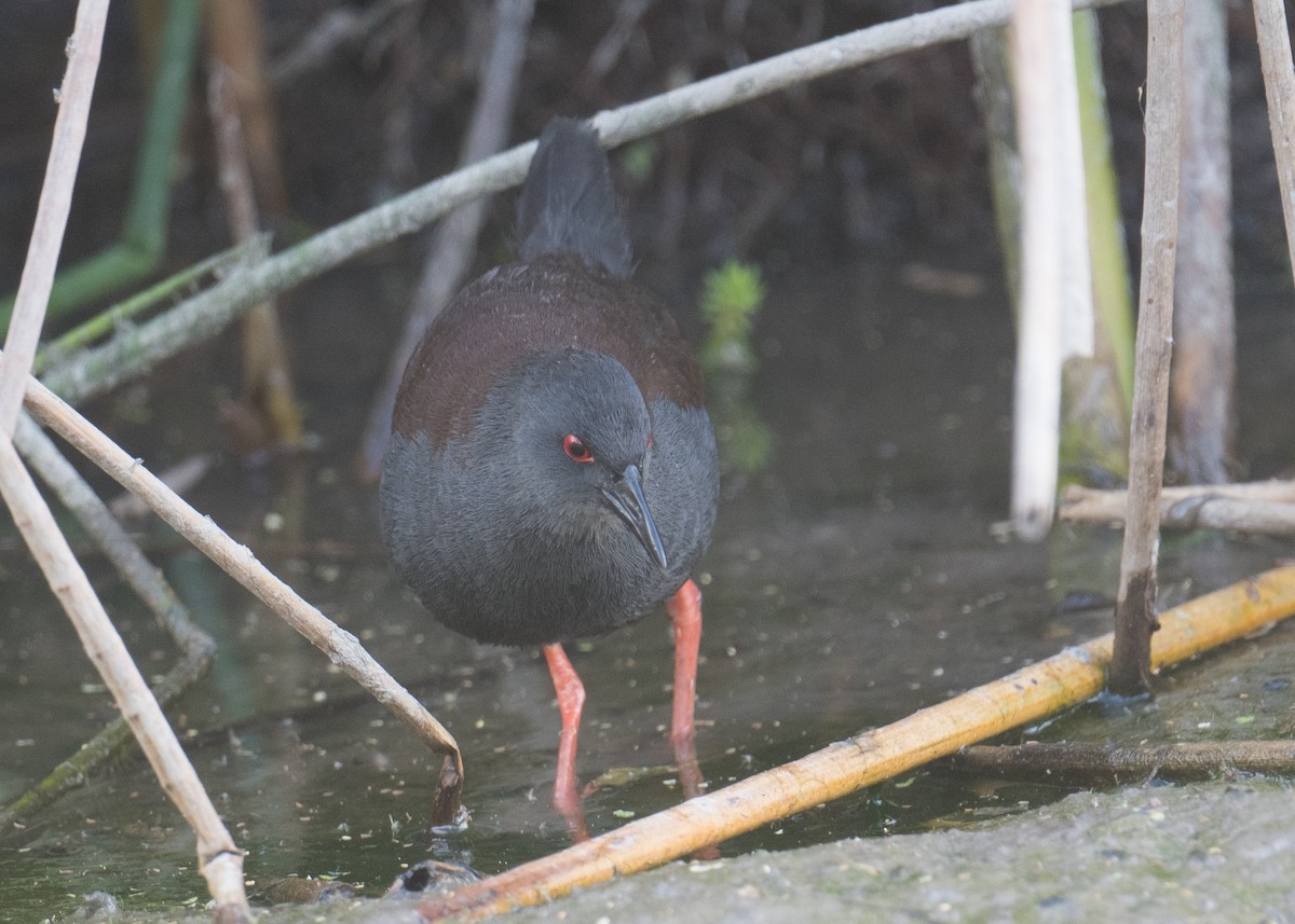 Spotless Crake - ML625765786