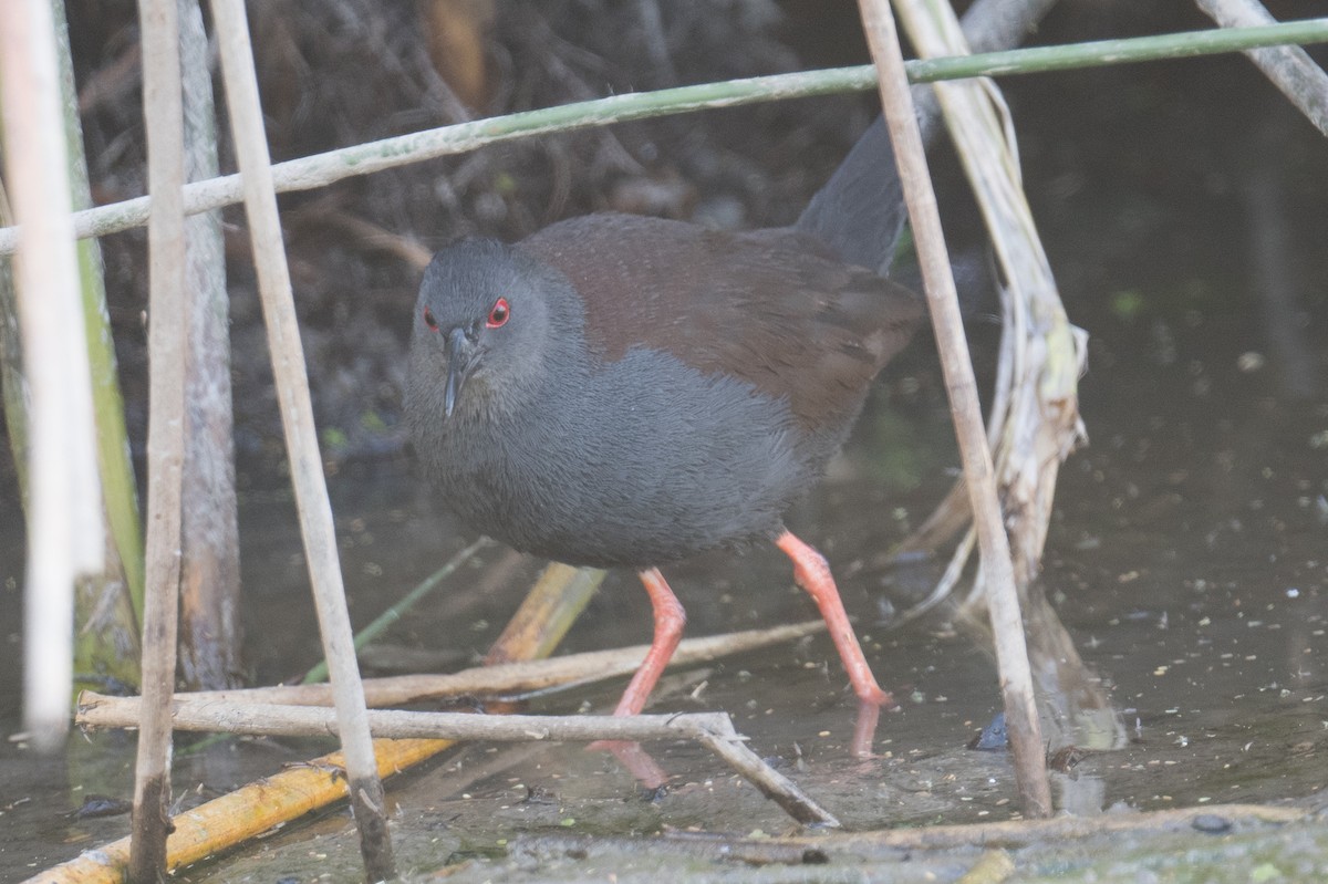 Spotless Crake - ML625765794