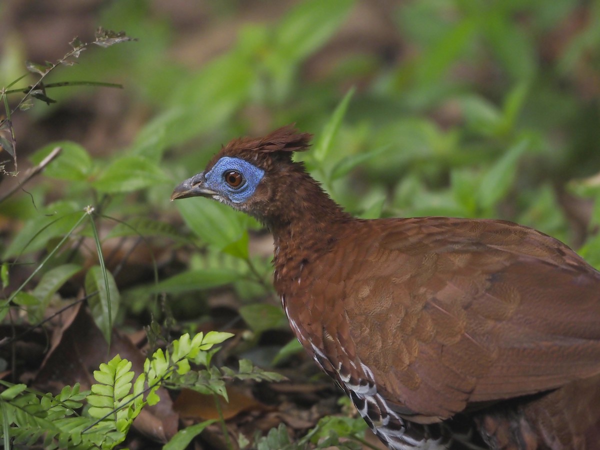 Malayan Crested Fireback - ML625765855