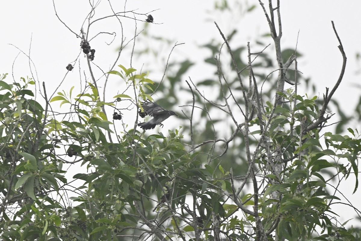 Black-headed Cuckooshrike - ML625765873