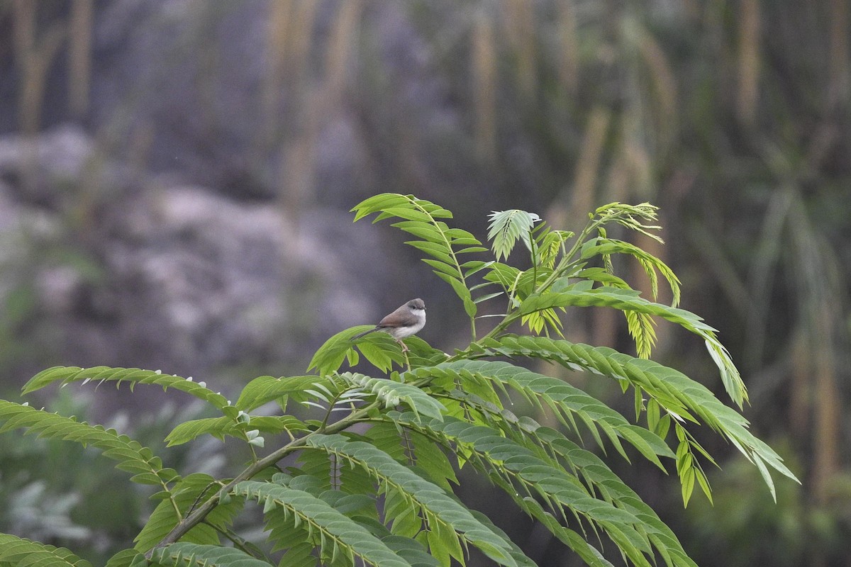 Gray-breasted Prinia - ML625765880