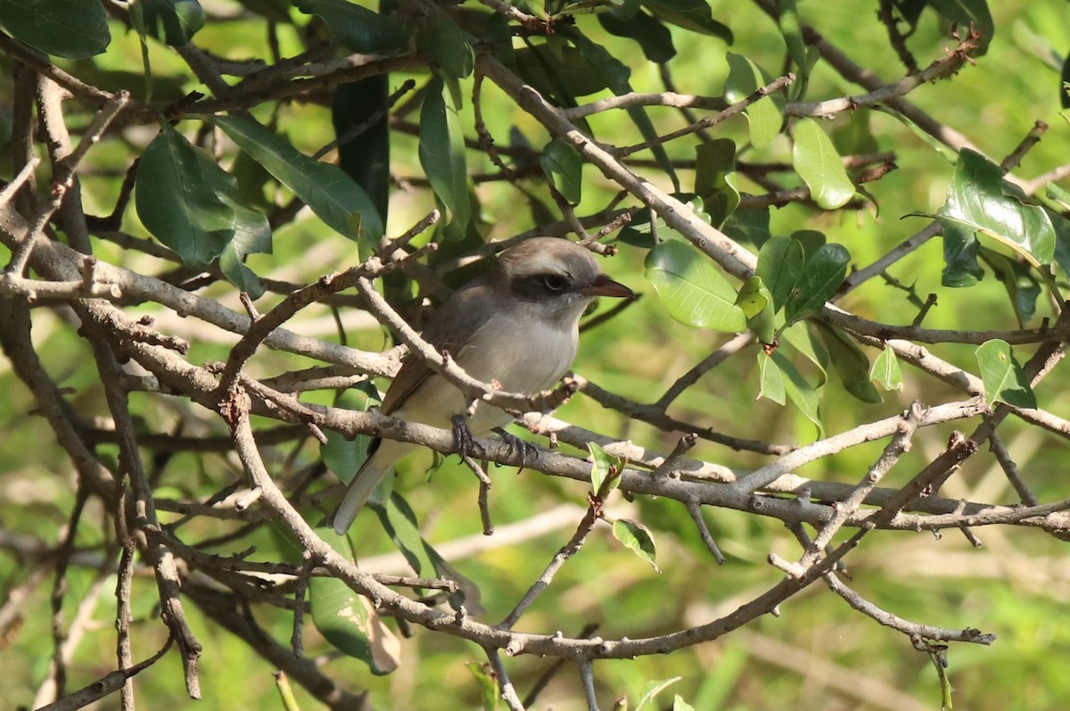 Common Woodshrike - ML625765882