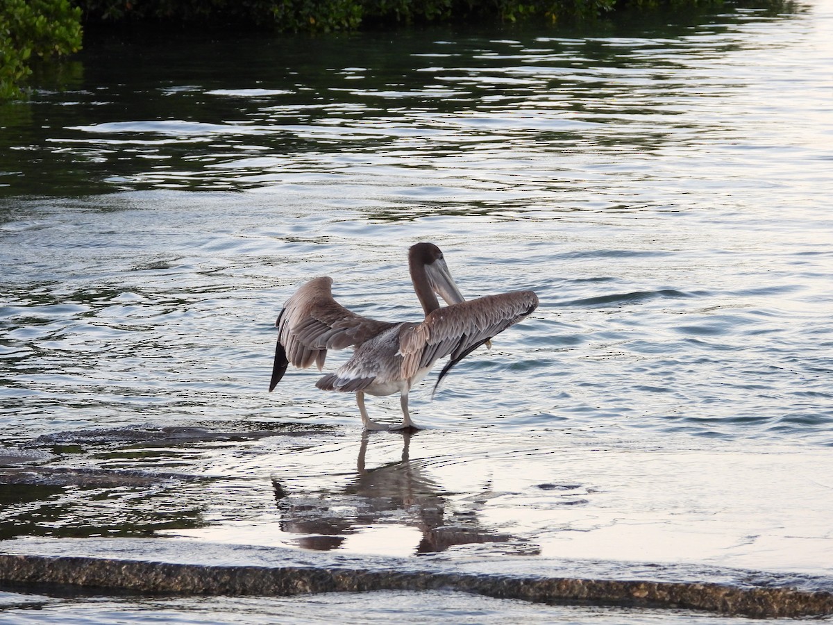 Brown Pelican - ML625765935