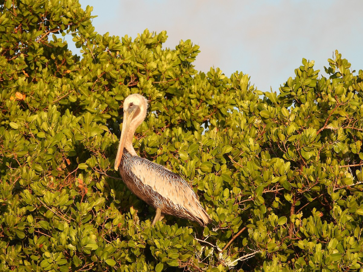 Brown Pelican - ML625765938