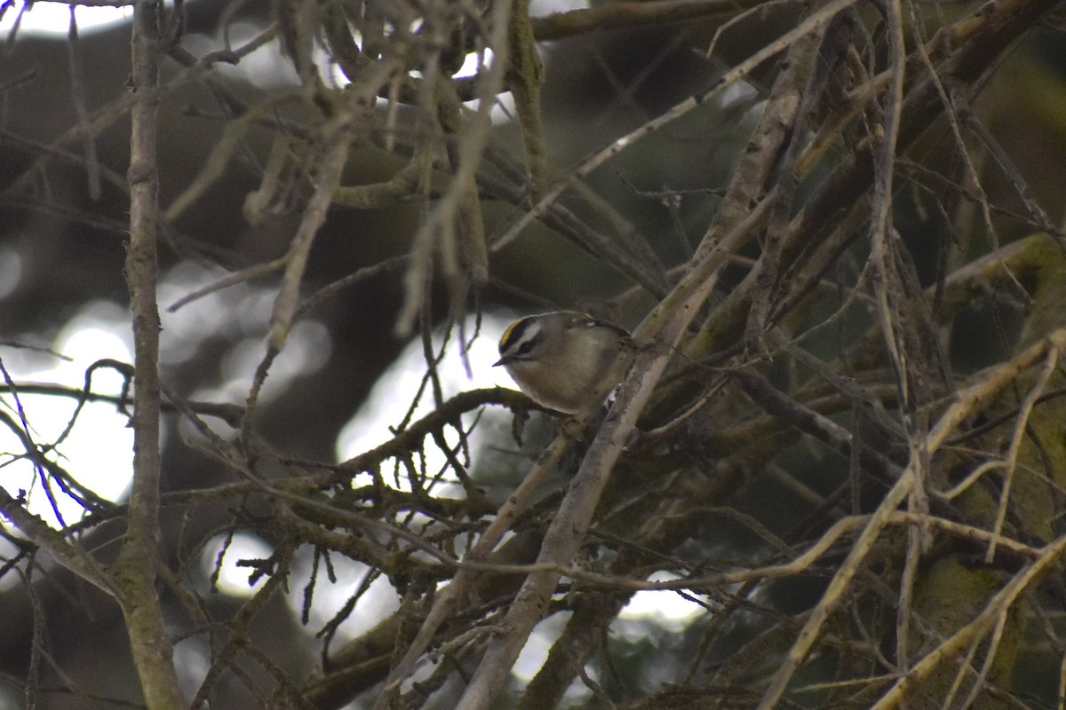 Golden-crowned Kinglet - ML625766043