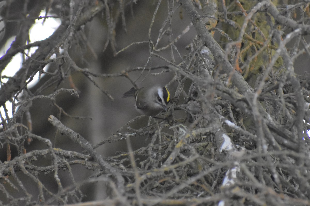 Golden-crowned Kinglet - ML625766075