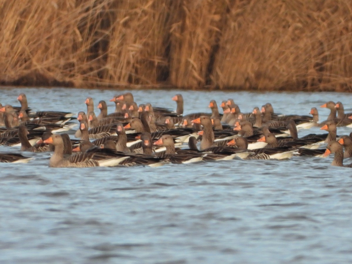 Graylag Goose - ML625766239