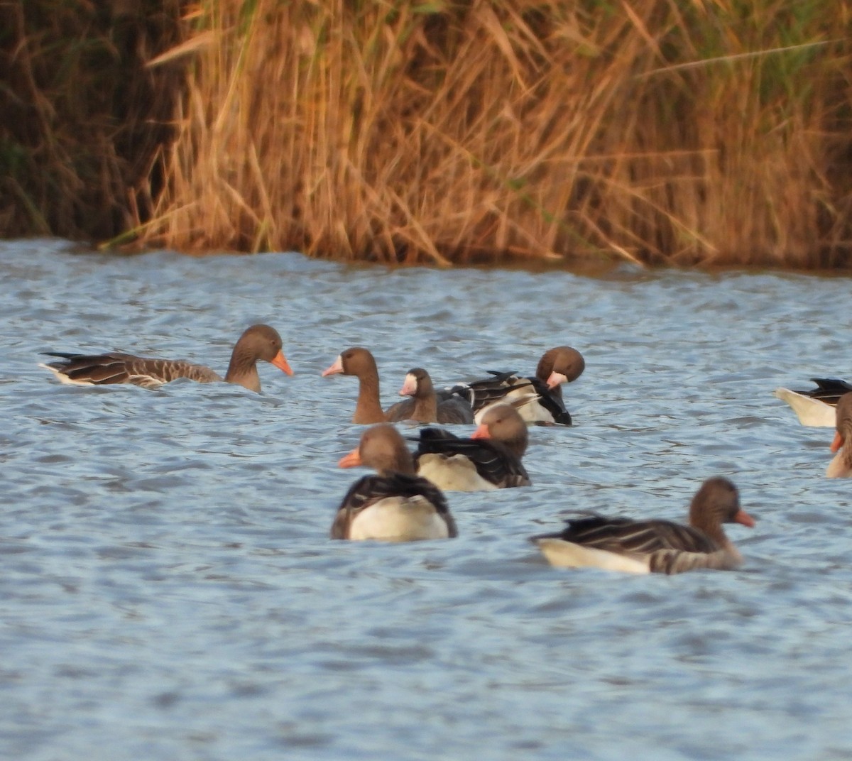 Greater White-fronted Goose - ML625766244