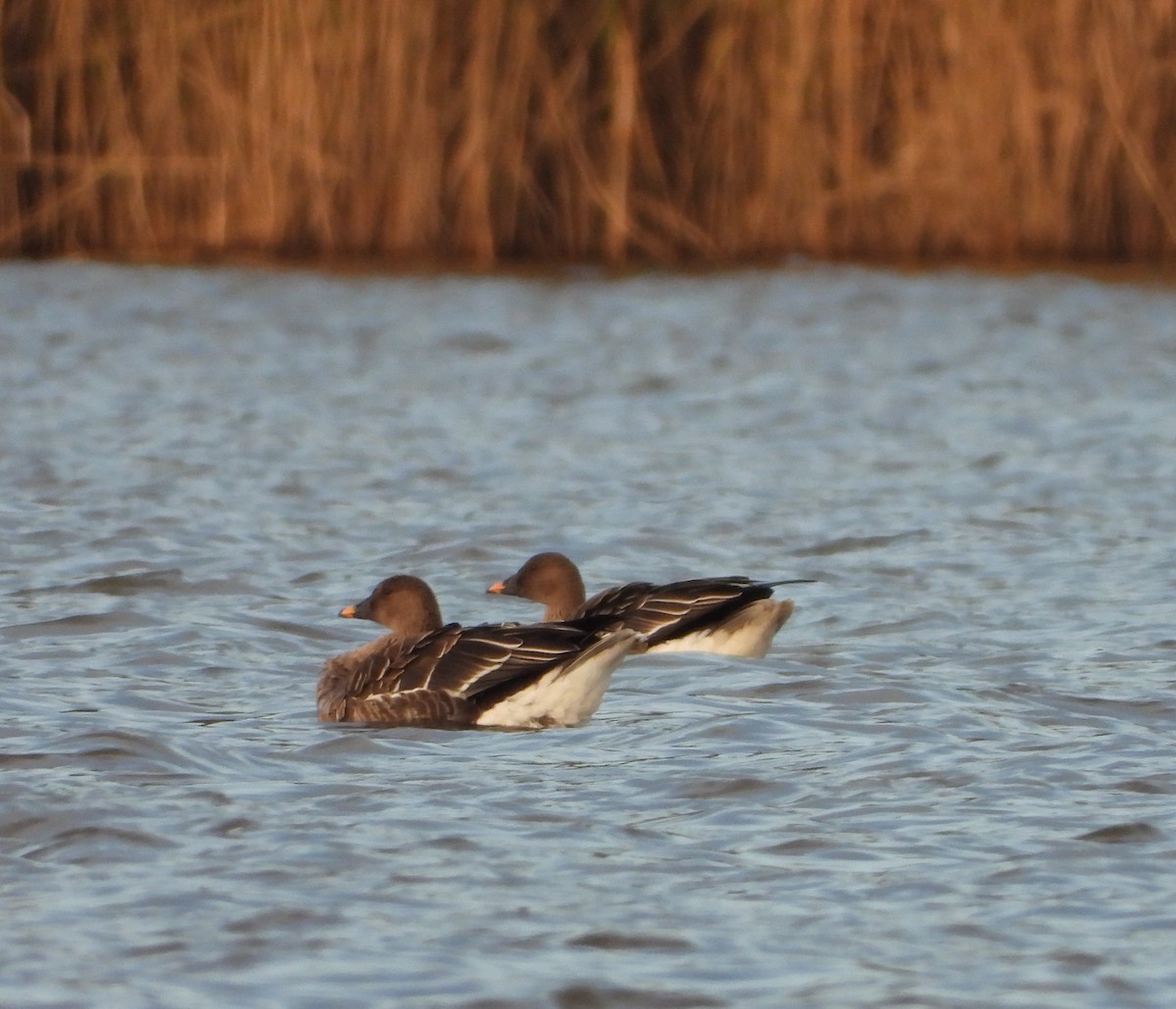 Tundra Bean-Goose - ML625766247