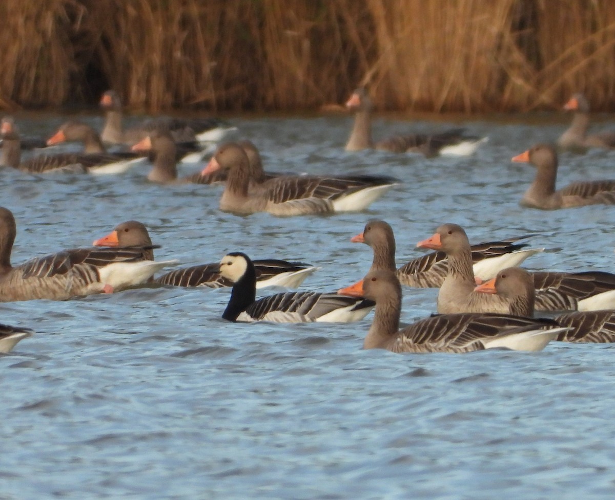 Barnacle Goose - ML625766249