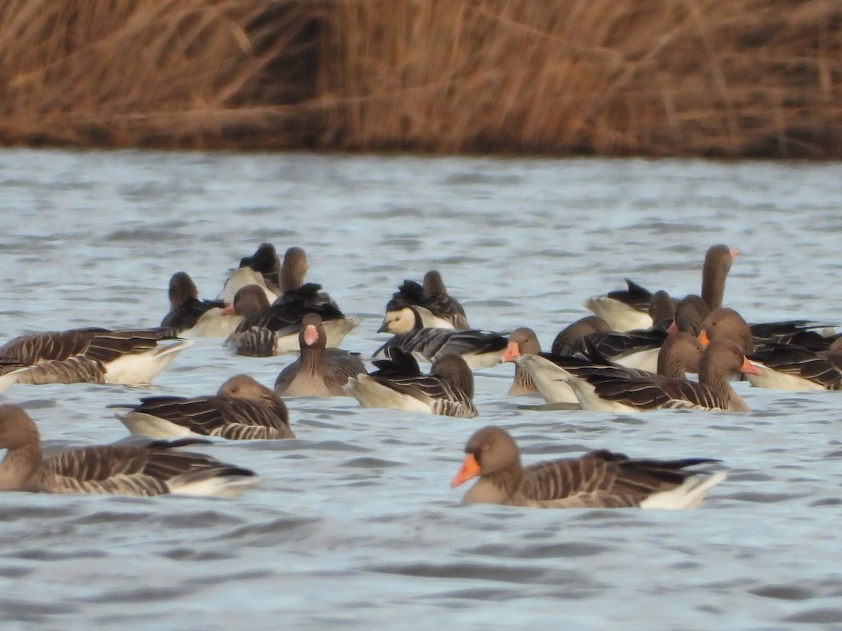 Barnacle Goose - ML625766250