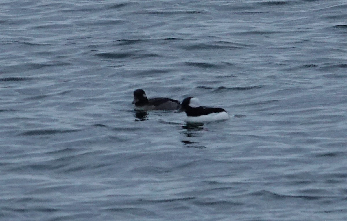 Bufflehead - ML625766289